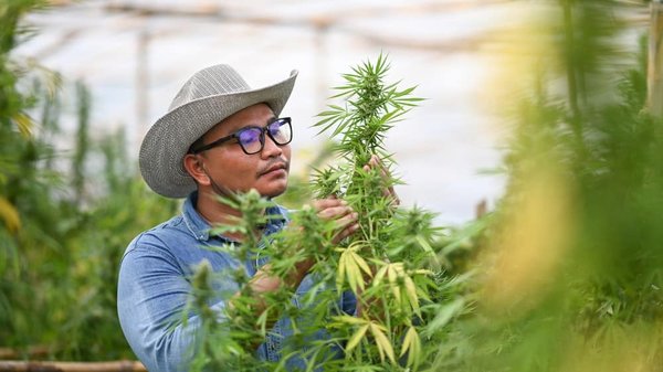 Qu’est-ce que la résine au CBD ou le hash au CBD ?