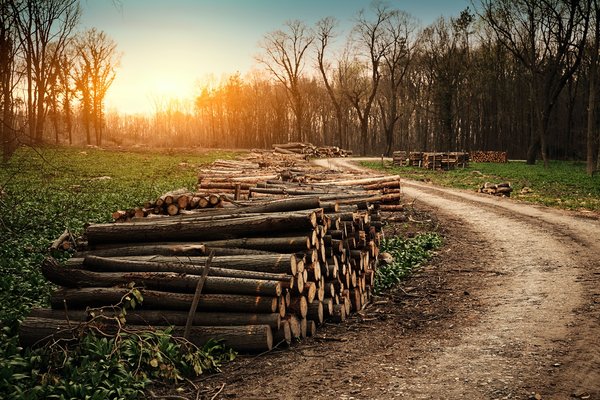 Le pillage de la forêt camerounaise favorise la déforestation