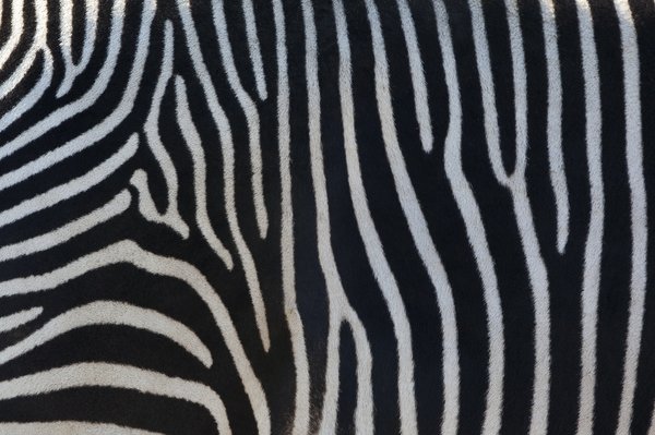 Qualité et durabilité: les critères essentiels pour un tapis animal de qualité